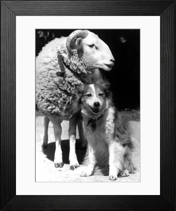 Framed Print : An unlikely friendship of dog and sheep Dog Welfare Centre, Stokenchurch Framed Print : An unlikely friendship of dog and sheep Dog Welfare Centre, Stokenchurch