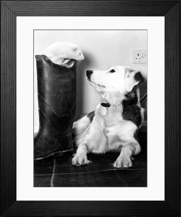 Framed Print : Mildred the friendly ferret faces her friend, Cindy at the home of the Gilbert Family in Framed Print : Mildred the friendly ferret faces her friend, Cindy at the home of the Gilbert Family in