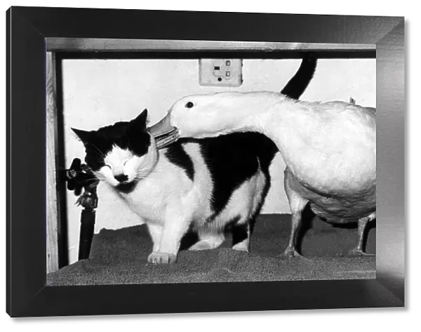 Piou the duck whispers a confidence in the ear of his pal Domino the cat May 1972