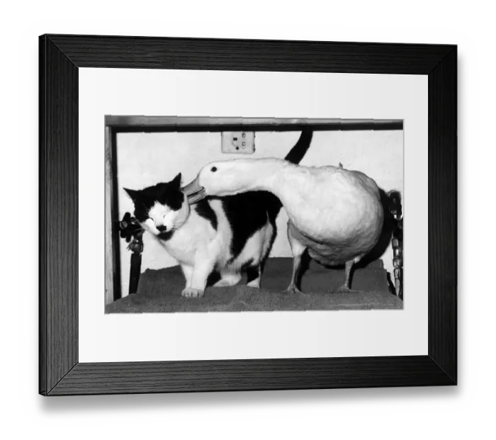 Framed Print : Piou the duck whispers a confidence in the ear of his pal Domino the cat May 1972 Framed Print : Piou the duck whispers a confidence in the ear of his pal Domino the cat May 1972