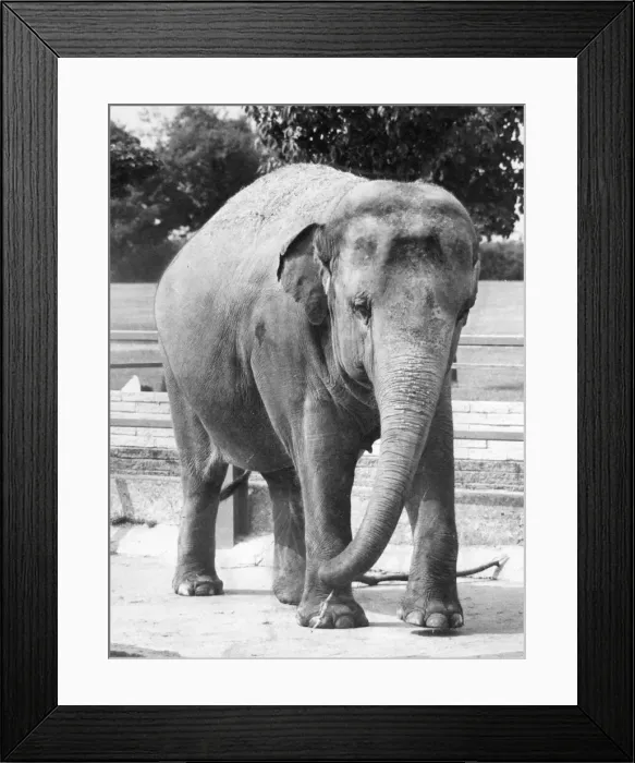 Framed Print : One of the attractions at Twycross Zoo. August 1983 Framed Print : One of the attractions at Twycross Zoo. August 1983