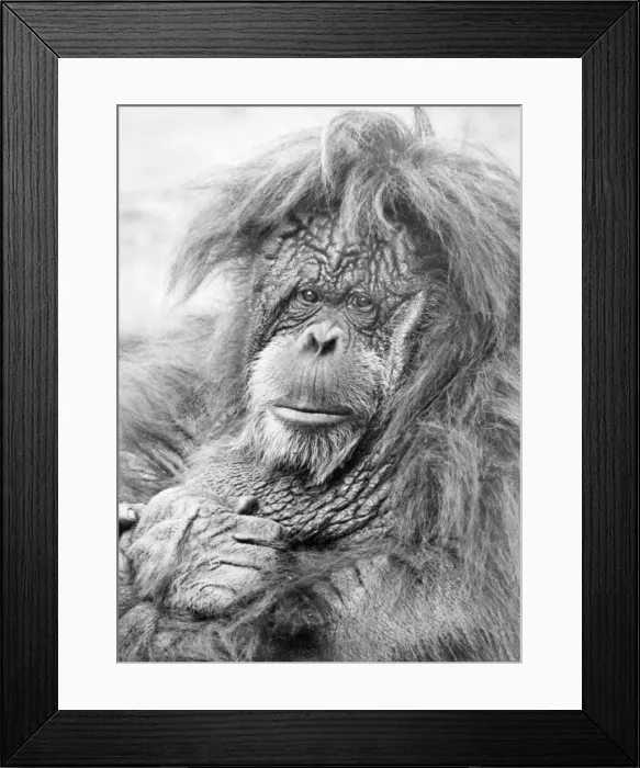 Framed Print : One of the orangutans at Dudley Zoo having a bad hair day Framed Print : One of the orangutans at Dudley Zoo having a bad hair day