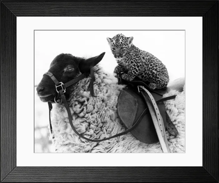 Framed Print : Squire the jaguar enjoys a ride on Lady jane the sheep January 1980 Framed Print : Squire the jaguar enjoys a ride on Lady jane the sheep January 1980