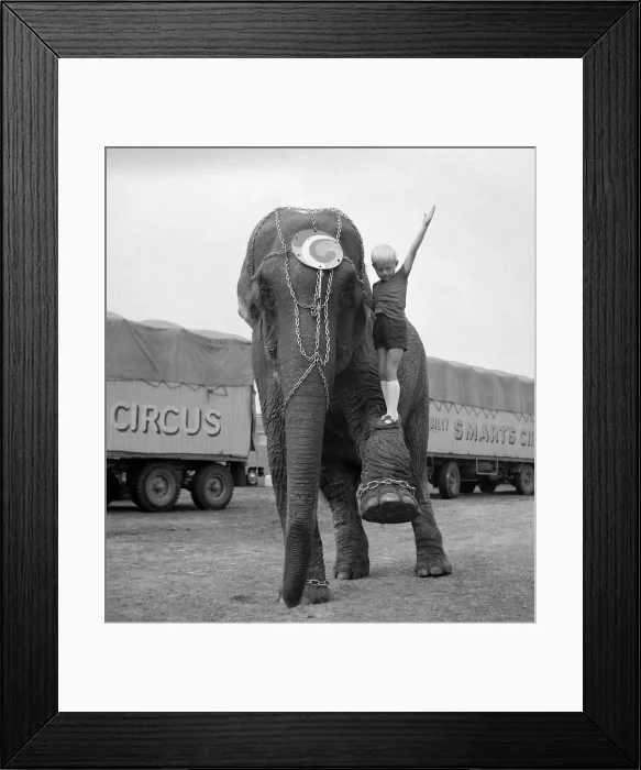 Framed Print : Five year old Guy Davies has one ambition in life-to work with elephants in Billy