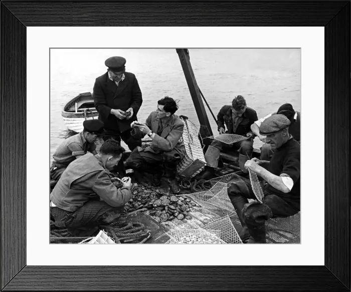 Framed Print : Men examine oysters which have been transported from Conway Framed Print : Men examine oysters which have been transported from Conway
