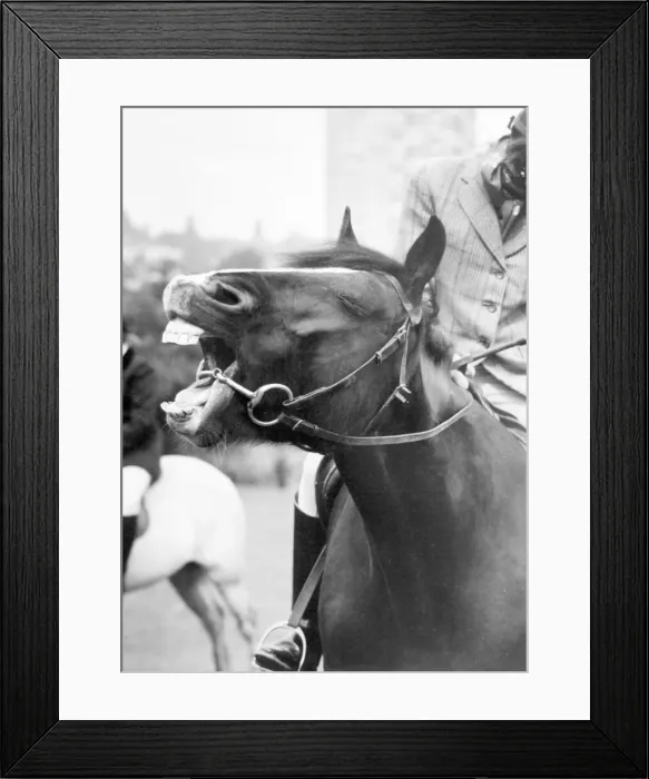 Framed Print : Countess the horse took part in Sandwell Valley Riding School sponsored show jumping Framed Print : Countess the horse took part in Sandwell Valley Riding School sponsored show jumping