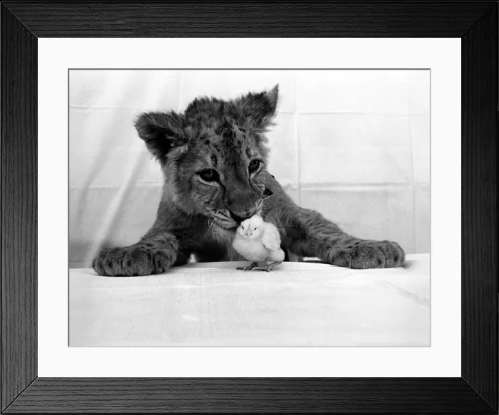 Framed Print : Jimmy the lion cub and his little bit of fluff, Charlie the chick Framed Print : Jimmy the lion cub and his little bit of fluff, Charlie the chick