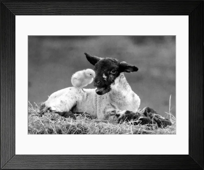 Framed Print : Best friends chick and lamb enjoy the spring sunshine in the run up to Easter. 29 / 3 / 1988 Framed Print : Best friends chick and lamb enjoy the spring sunshine in the run up to Easter. 29 / 3 / 1988