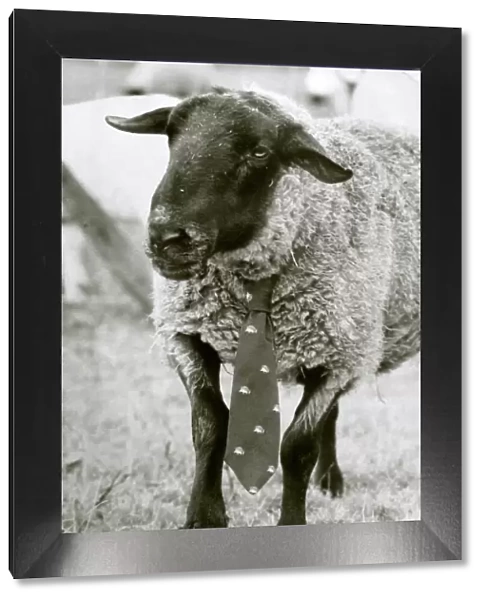 The best dressed ewe seen here sporting a neck tie circa 1980