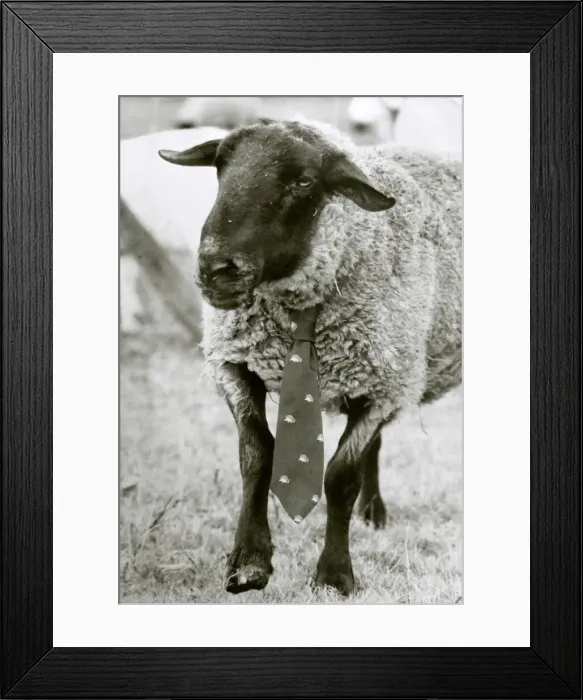 Framed Print : The best dressed ewe seen here sporting a neck tie circa 1980