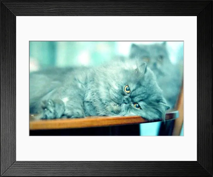 Framed Print : Sam the cat who has made it through to the regional finals of the Arthur Acatemy Awards Framed Print : Sam the cat who has made it through to the regional finals of the Arthur Acatemy Awards