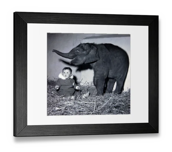 Framed Print : Belle Vues new baby elephant seems pleased to have found a playmate in Lisa Roland