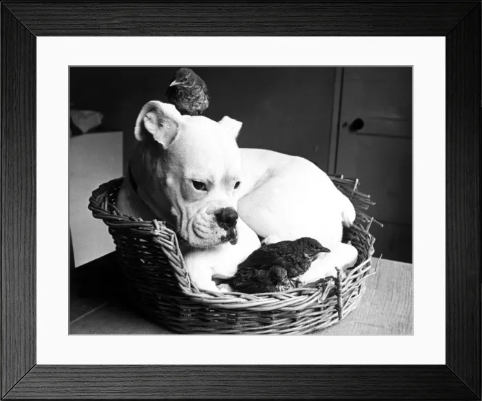Framed Print : Trudi the boxer has befriends three orphaned birds. June 1966 Framed Print : Trudi the boxer has befriends three orphaned birds. June 1966
