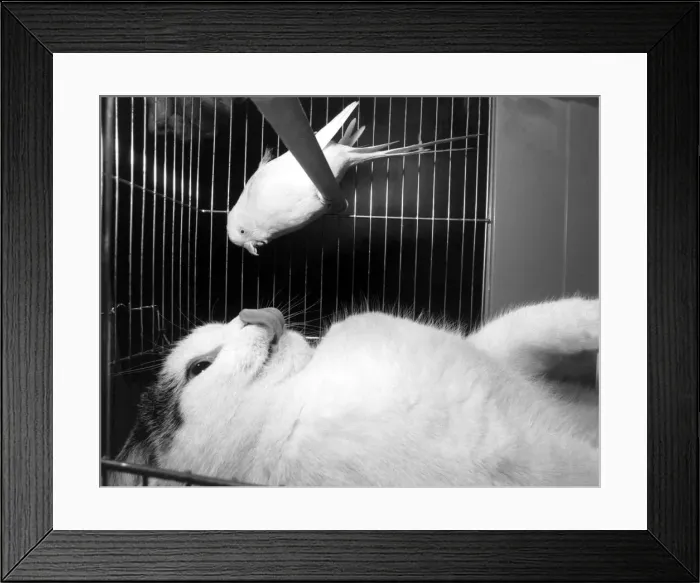 Framed Print : Looks like a mouth-watering yarn from Lovely. But Bridget manages to resist temptation Framed Print : Looks like a mouth-watering yarn from Lovely. But Bridget manages to resist temptation