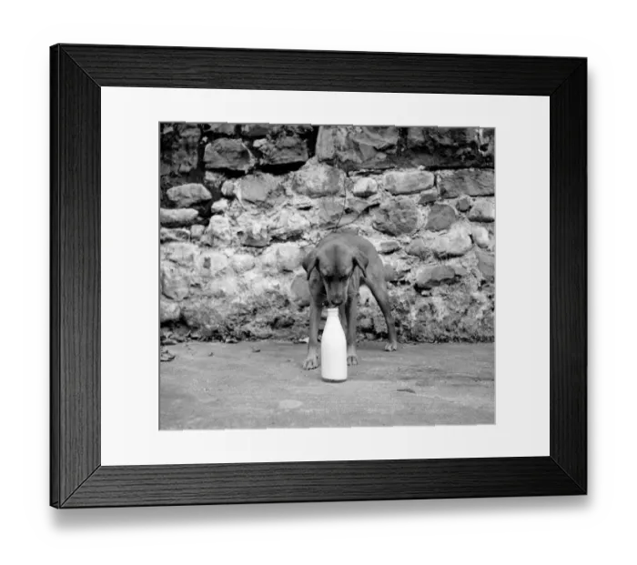 Framed Print : Dog and bottle of milk Sandy-brown cross bread terrier bitch aged 12 months was Framed Print : Dog and bottle of milk Sandy-brown cross bread terrier bitch aged 12 months was