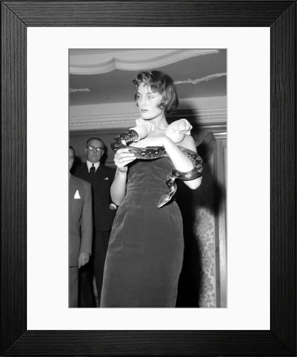 Framed Print : Model Judy Brennand with an eight foot long python around her neck October 1957 Framed Print : Model Judy Brennand with an eight foot long python around her neck October 1957
