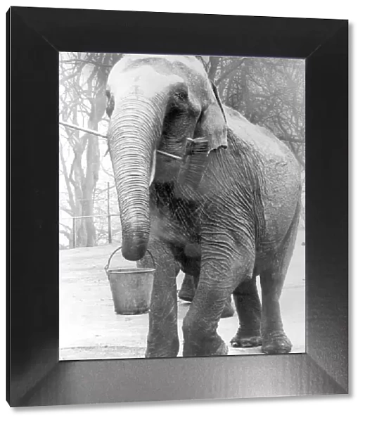Meena, Dudley Zoos 35 year old elephant hopes to get a new elephant keeper soon