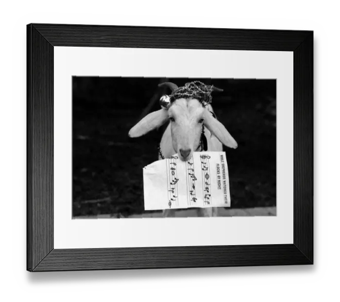 Framed Print : Harold the goat led rescued animals at Bromsgroves Broad Green Animal Sanctuary in