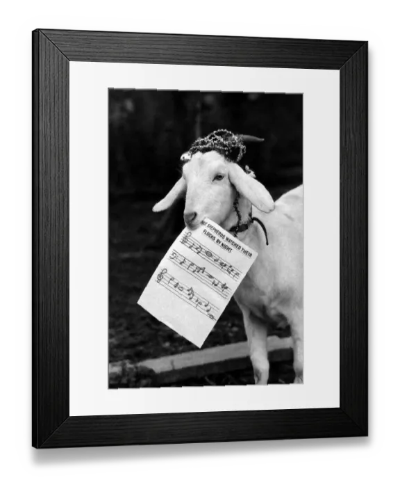 Framed Print : Harold the goat led rescued animals at Bromsgroves Broad Green Animal Sanctuary in