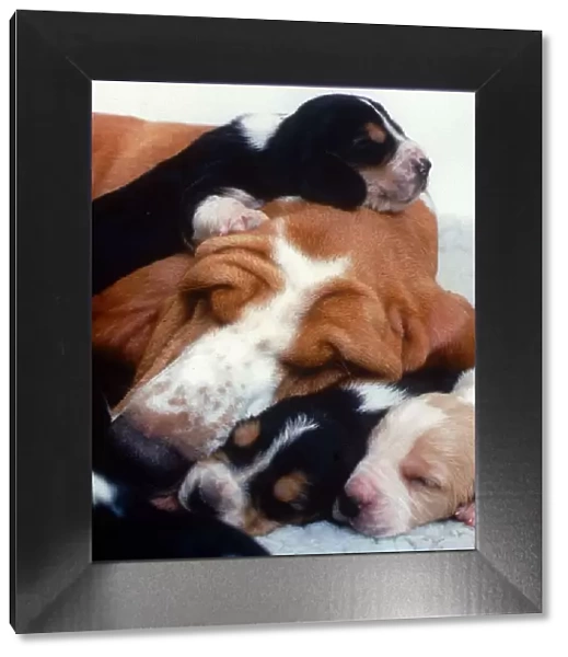 Bassett Hound with Pups Puppies - December 1995 sleeping ecard05
