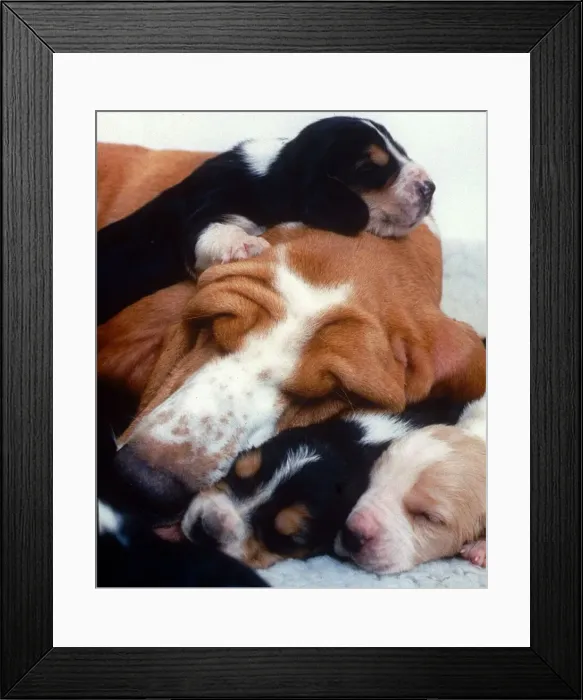 Framed Print : Bassett Hound with Pups Puppies - December 1995 sleeping ecard05