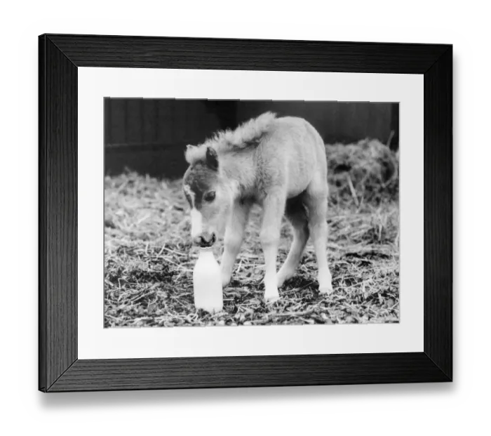 Framed Print : Meet Fanfare the latest addition to the Miniature Horse stud farm at Trentham