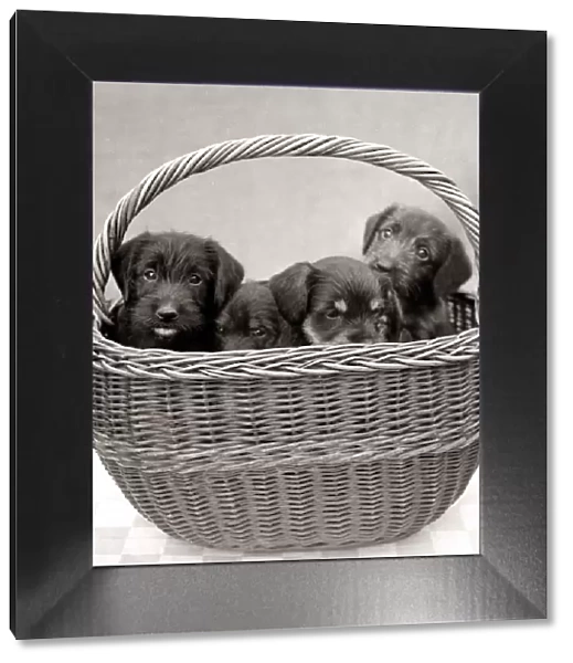 Puppies inside a basket circa 1960s animal animals dog dogs pets pet cute pup puppy