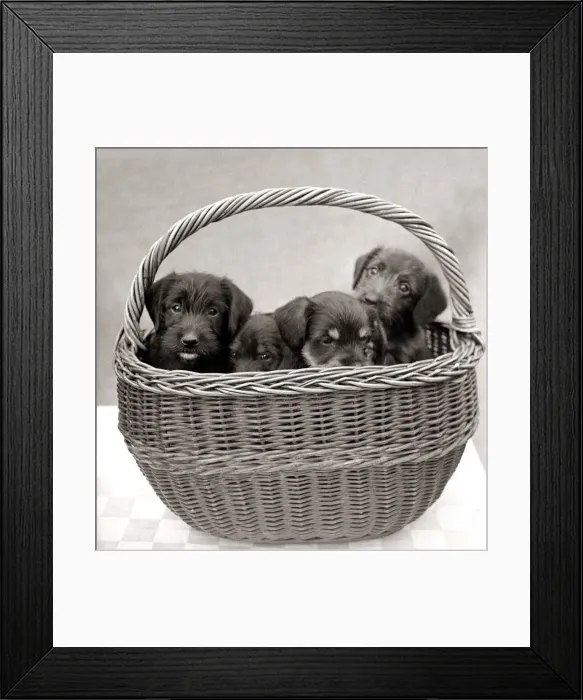 Framed Print : Puppies inside a basket circa 1960s animal animals dog dogs pets pet cute pup puppy