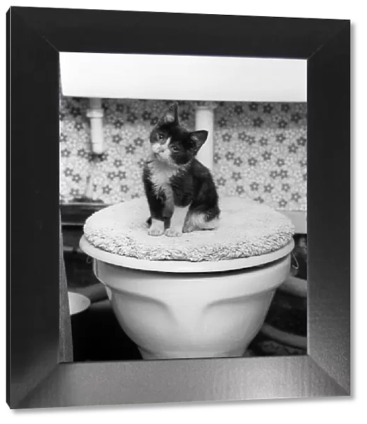 Animals Cats kitten sitting on toilet dbase A©Mirrorpix ecard06