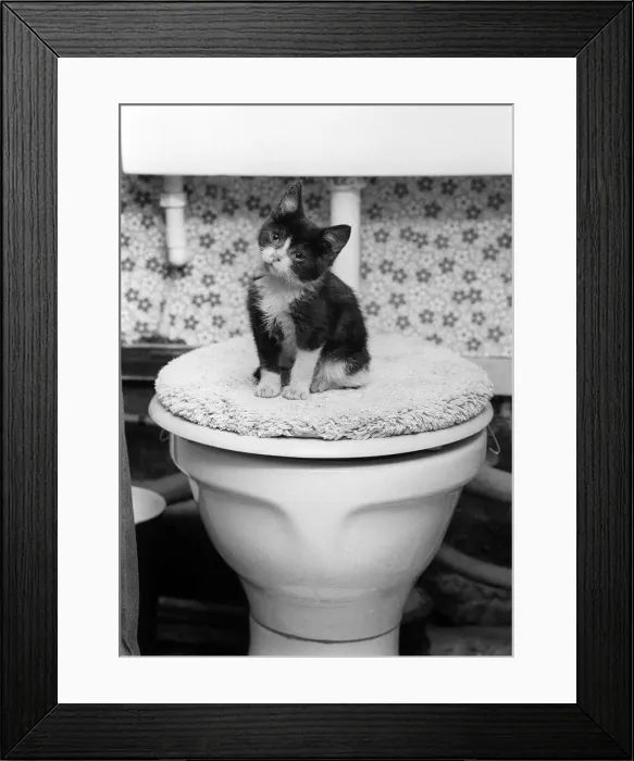 Framed Print : Animals Cats kitten sitting on toilet dbase A©Mirrorpix ecard06 Framed Print : Animals Cats kitten sitting on toilet dbase A©Mirrorpix ecard06
