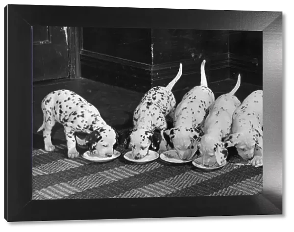 Dalmatian Puppy peeps over a large wicker basket Animals Dogs Puppies
