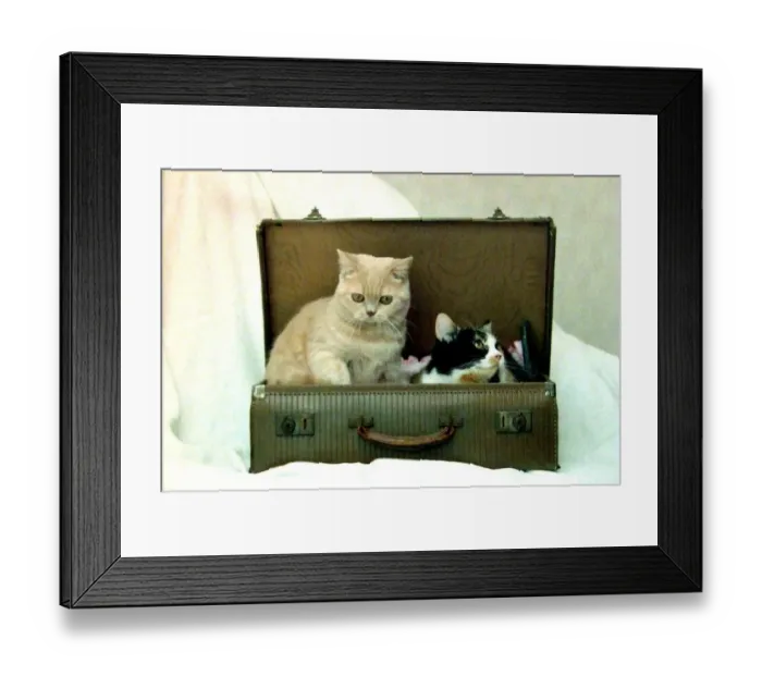 Framed Print : Britsh short hair cats from Grendon, near Tamworth that are exported all around the world Framed Print : Britsh short hair cats from Grendon, near Tamworth that are exported all around the world