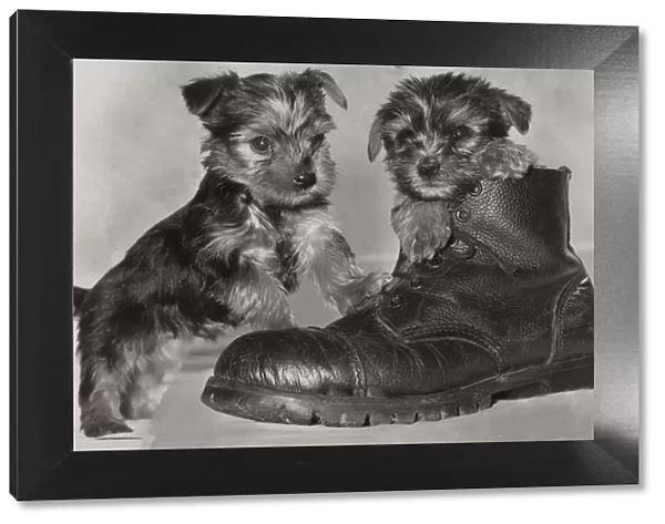 Two six week old Yorkshire terrier puppies playing in a pair of old boots May 1979