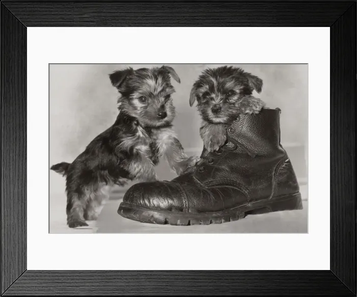 Framed Print : Two six week old Yorkshire terrier puppies playing in a pair of old boots May 1979 Framed Print : Two six week old Yorkshire terrier puppies playing in a pair of old boots May 1979