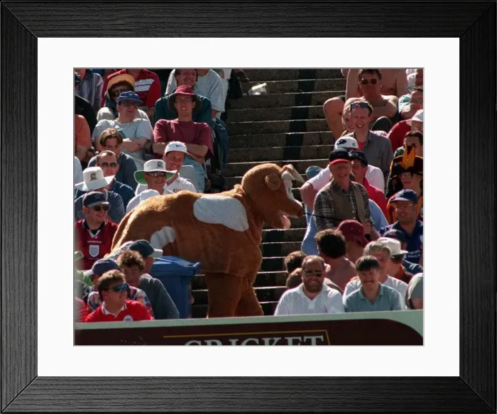 Framed Print : A pantomime cow at the fourth test at Headingley July 1997 The cow was rugby tackled by