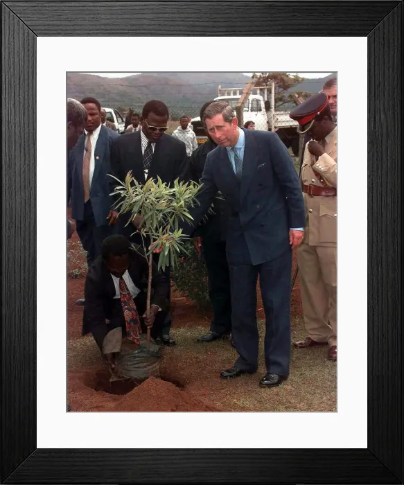 Framed Print : Prince Charles talked to this tree wishing it good luck as he planted it outside