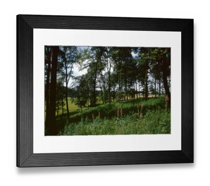 Framed Print : Wild flowers grow in the shade of Beachwood near Rotherfield Peppard in Oxon Framed Print : Wild flowers grow in the shade of Beachwood near Rotherfield Peppard in Oxon