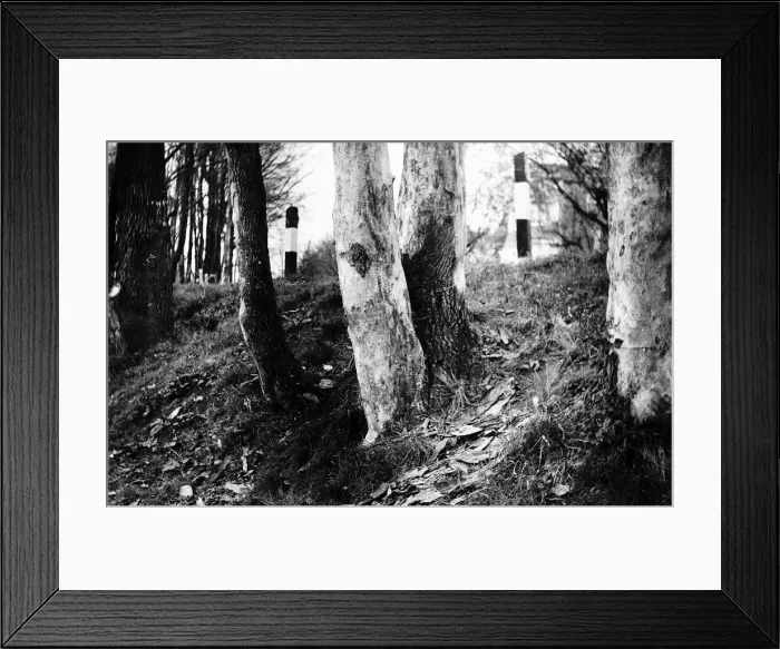 Framed Print : Trees with Dutch Elm Disease Framed Print : Trees with Dutch Elm Disease