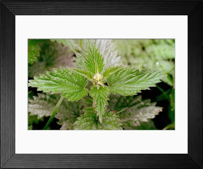 Framed Print : Stinging nettles Framed Print : Stinging nettles