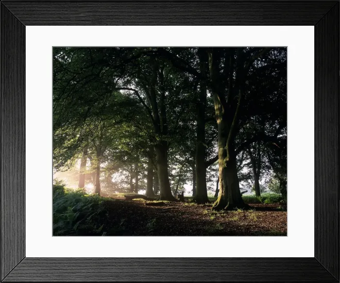 Framed Print : Landscape New Forest 1994 New Hampshire Framed Print : Landscape New Forest 1994 New Hampshire