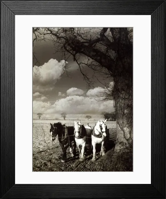 Framed Print : Horses ploughing a field during early spring in Brundall, Norfolk Framed Print : Horses ploughing a field during early spring in Brundall, Norfolk