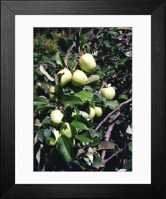 Framed Print : Apple Tree - Italy Food Apples Framed Print : Apple Tree - Italy Food Apples