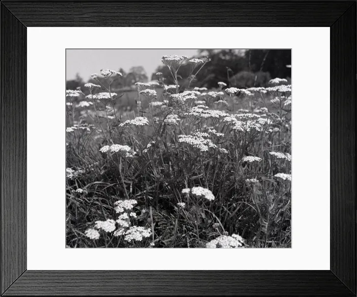 Framed Print : Yarrow Milfoil, Wild Flower Date unknown Framed Print : Yarrow Milfoil, Wild Flower Date unknown