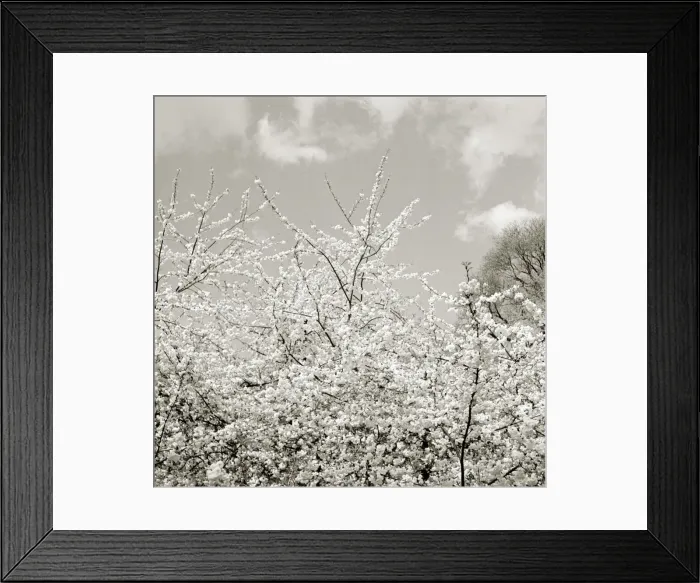 Framed Print : Blossom trees Boughs waving in the spring breeze Fluffy white couds in