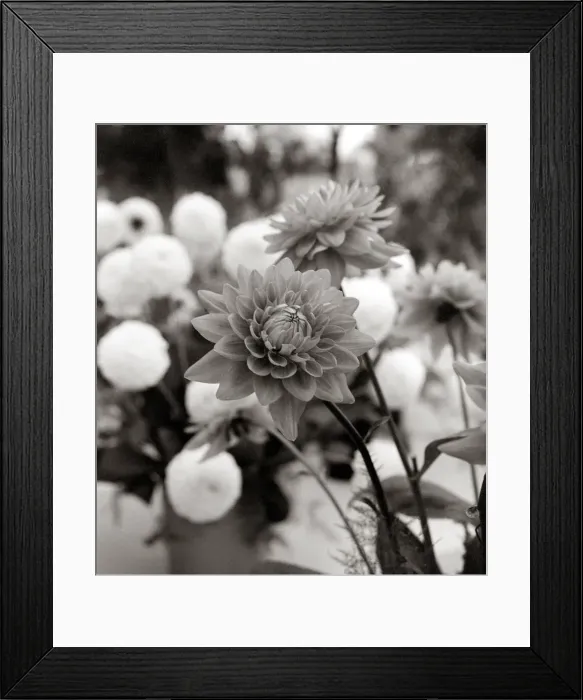 Framed Print : Chrysanthemum Growing outside in the wild Framed Print : Chrysanthemum Growing outside in the wild