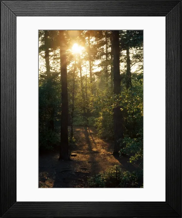 Framed Print : Country Scenes - Mist through the trees October 1971 Framed Print : Country Scenes - Mist through the trees October 1971