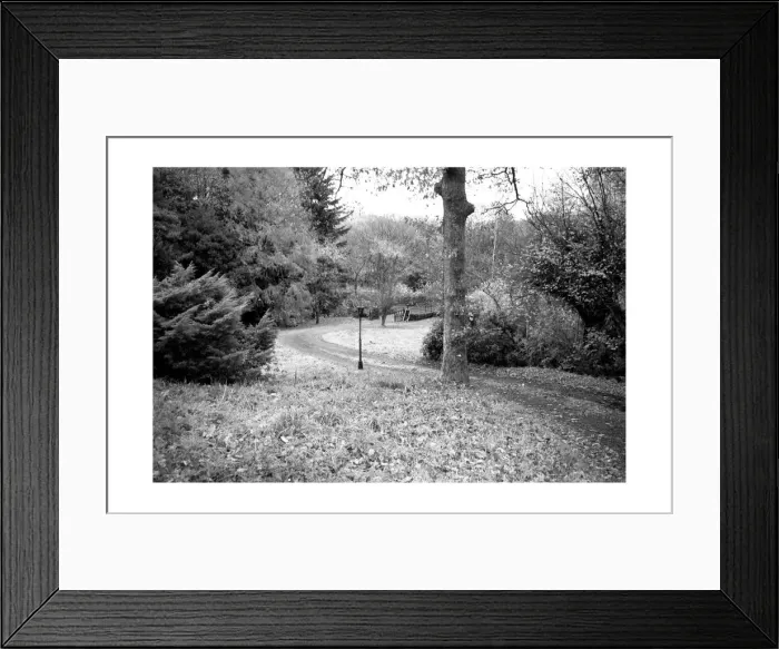 Framed Print : Path through woodland in the Lake District Bracken Ground near Grizedale Forest