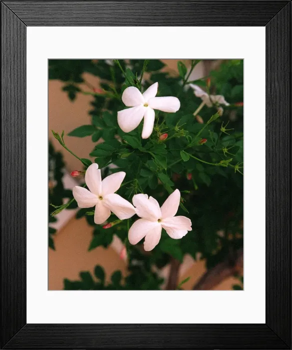 Framed Print : Gelsinium used in Homeopathy Framed Print : Gelsinium used in Homeopathy