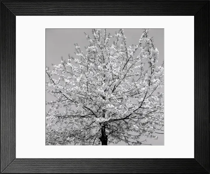 Framed Print : Japanese Cherry Tree circa 1958 Framed Print : Japanese Cherry Tree circa 1958