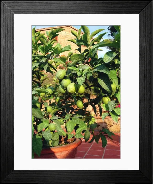 Framed Print : Potted Lemon Tree - Italy Umbria region Food Fruit Lemons Framed Print : Potted Lemon Tree - Italy Umbria region Food Fruit Lemons